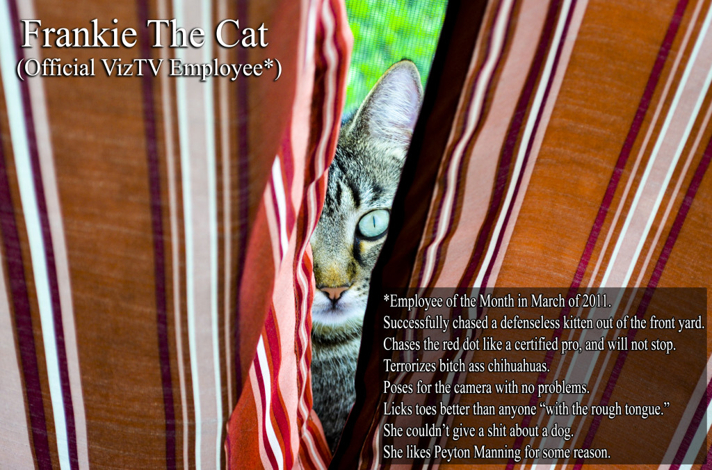 Frankie The Cat