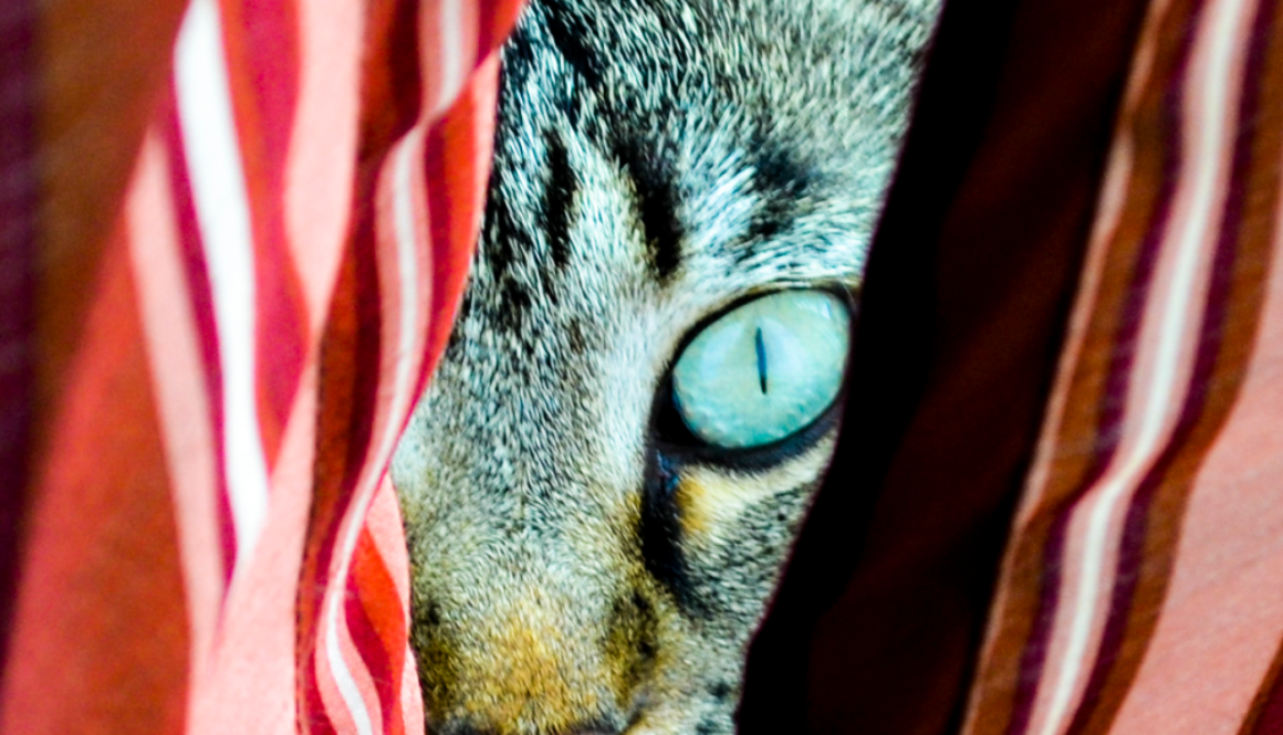 Frankie The Cat