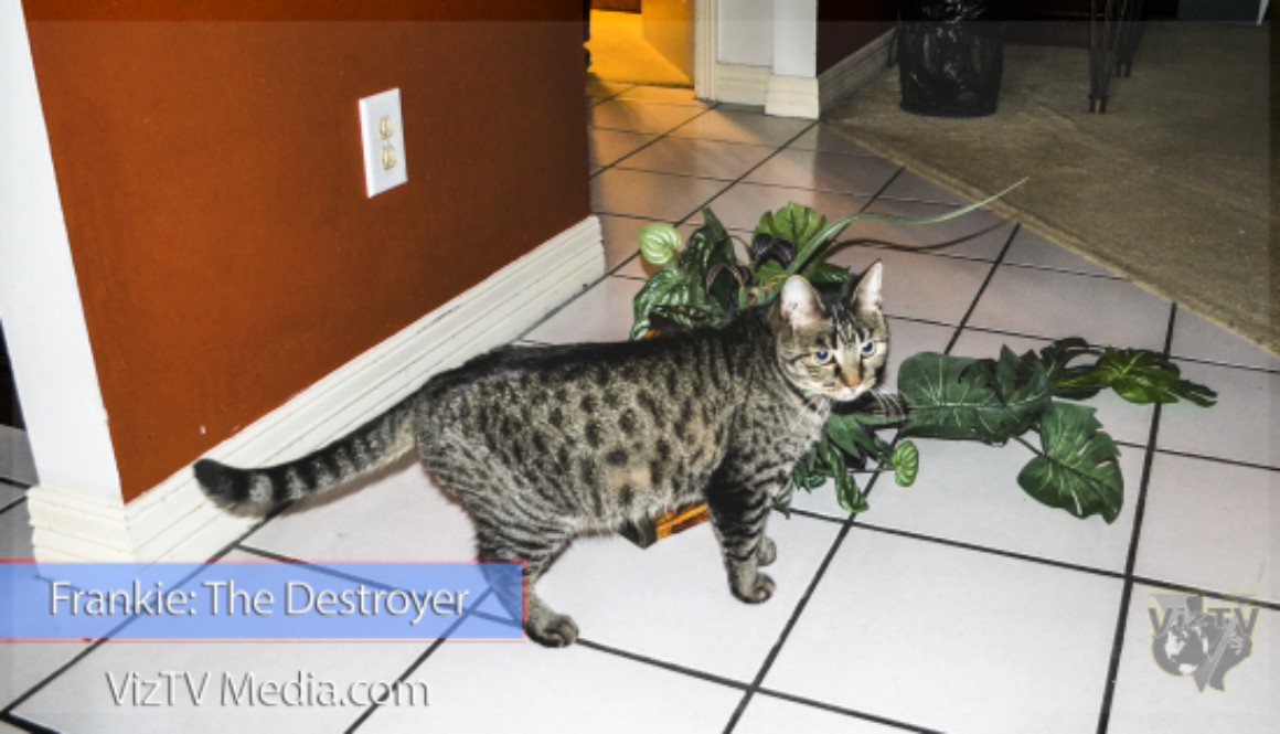 Houston-Pet-Photography-Frankie-The-Cat-560x315
