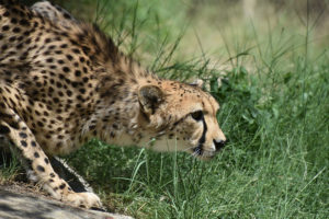 Cat Prowling - Lead Generations